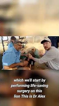 Heroic Surgery Saves Lion from Deadly Tooth Infection