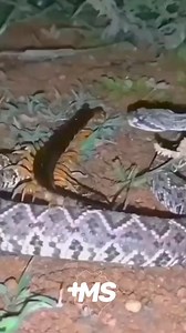 snake vs Centipedes | Romantic