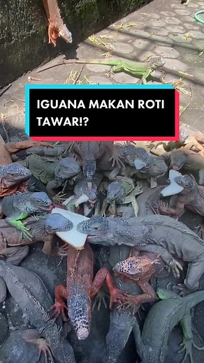 Exploring the World of Iguanas | Zillaworld