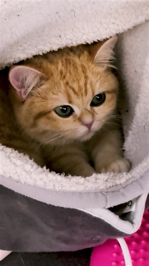 Kitten Sofia is warming herself in a warm bag
