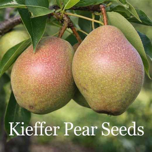 25 Kieffer Hardy Tear Pear Seeds: Home Orchard Fruit Tree, Garden Planting USA - Etsy