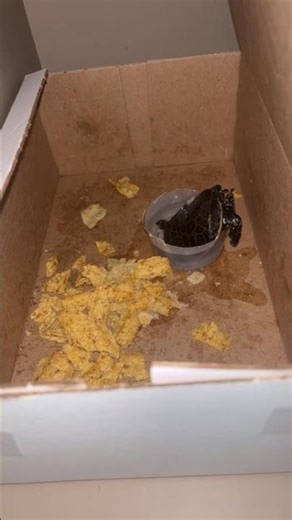 I just found a soft back turtle what should I name it?