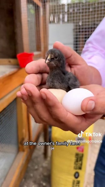 Amazing Mexican Food and Free Farm Experience in Houston