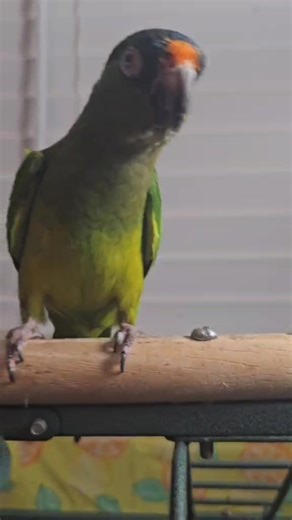 My Cricket Bug 🐛 | A Parrot's Life For Me