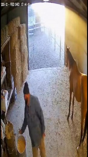 826K views · 982 reactions | “Barnyard Chaos”: Bobcat Spooks Horse,...