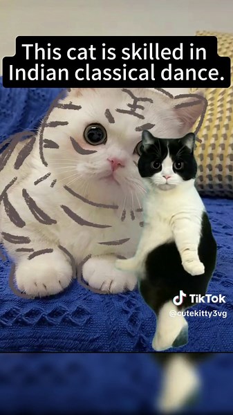 Dance cat 🐱🐈‍⬛ #dance #cats #fyp