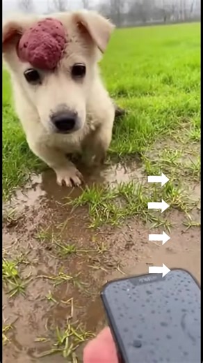 Adorable Kittens Making Cute Sounds