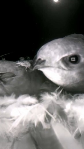 52K views · 892 reactions | Swift parents have reclaimed their nest box after chicks have fledged #wildlife #birdwatching #nature #nestbox #swifts #birds #livecam #nestboxlive | Nest Box Live | Facebook