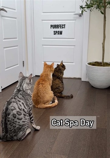 Experience Luxury at the Purrfect Cat Spa