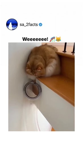 Facts Og on Instagram: "Dm for Credit / Removal The post features a rapidly viral clip with over 8 million views in just 24 hours, documenting a domestic feline utilizing a custom-installed transparent transit tube. The footage captures the ginger tabby entering the chute head-first and sliding down the staircase in a fluid motion, effectively bypassing the steps entirely. Replies are dominated by the internet adage "Cats are Liquid," with users joking that the pet has successfully transitioned
