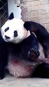 When pandas have mastered the skills of disco dancing, what will happen? Let’s check this video. #RhythmicPanda #PandaMoment | iPanda