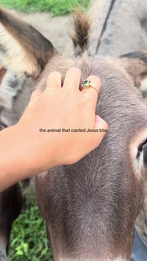 Exploring Fascinating Creatures: The Donkey's Story