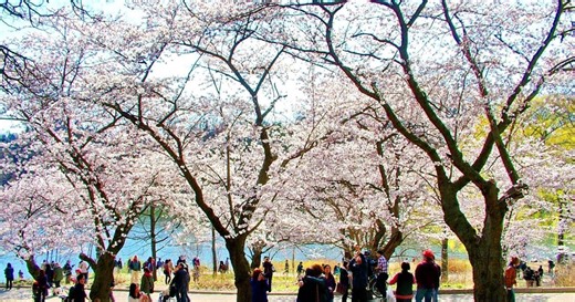 Cherry blossom season is approaching in Toronto. Here’s the best spots to see them in High Park and beyond