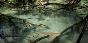 From sharks in seagrass to manatees in mangroves, we’ve found large marine species in some surprising places