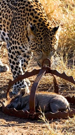 Leopard vs. Trap: Who's Smarter? 🐆🥩 The Ultimate Test! #leopard