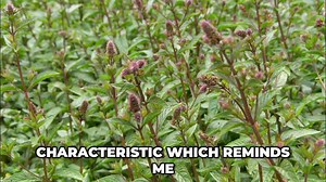 Why this farm-grown peppermint makes all the difference