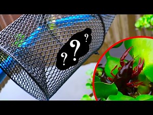 What is the Best CRAWFISH BAIT?