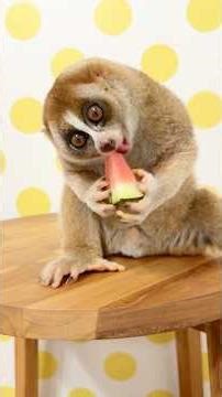 スイカを食べるスローロリスのデリバー🍉🐵