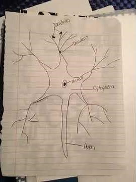 Multipolar Neuron