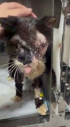This Cat Is DAYS Away From Freedom Flight, But Can't Get From Egypt To UK Without You [STORY BELOW]