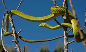 Meet 10 Snakes of the Nile River