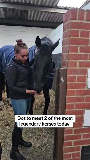 Meeting Legendary Showjumpers at the Equestrian Yard