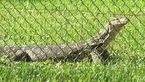 Trapper Mike usually catches pythons, but now he is on the trail of one big lizard