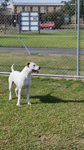 SNICKERS HAS WAITED 168 DAYS 💔 Our gorgeous boy Snickers still hasnt found his Forever Family despite being at the shelter for so long. He has such a fun, outgoing personality that is ready to shine. Please share his video. He deserves to have a happily ever after with a family that will welcome his exuberant personality with open arms and enjoy his company and everything he has to offer 🩵 Adoption Fee: $49 Age: 1 Year, 5 Months Type: Dog Breed: American Staffordshire Terrier Cross Mixed Sex: 