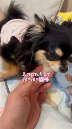 飼い主の手をペロペロするのが止まらないチワワが可愛い #チワワ #chihuahua #元気になる動画 #犬のいる生活 #元気お届け #dog #癒し #可愛い犬 #犬の習性