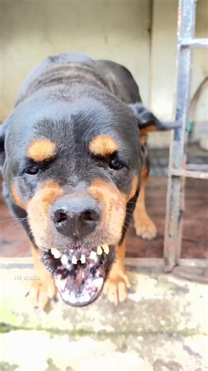 Angry Rottweiler barking sounds #rottweiler #petsempire #barkingsound #cute #viral