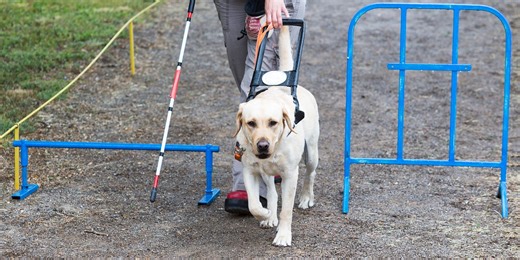 Guide Dogs for the Blind: An Ethical Examination from a Vegan Perspective