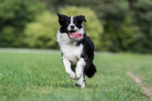 These Border Collies are Seemingly Brilliant