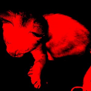 Noir (sl0wed down) - sho: Song Lyrics, Music Videos & Concerts