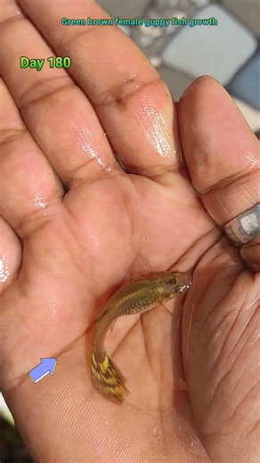 Green brownies female guppy fish growth timline #fishshorts #guppyfish #shortsfeed