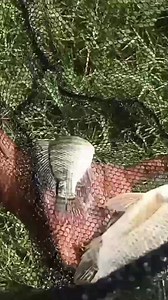 19K views · 242 reactions | Fish Landing net #reels video | Anbu Views | Facebook