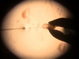 Methods for Precisely Localized Transfer of Cells or DNA into Early Postimplantation Mouse Embryos