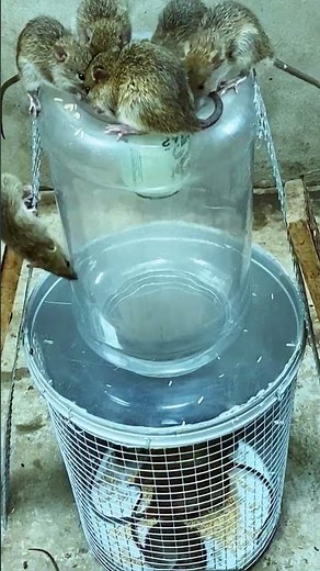 How to make effective mouse trap works every time #mousetrap #diy #mouse #rat