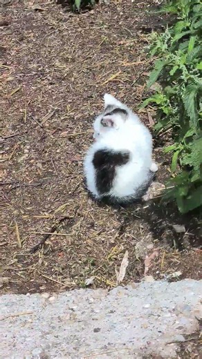 😻 Diese Babykatzen sind einfach viel zu süß! ❤️🐾