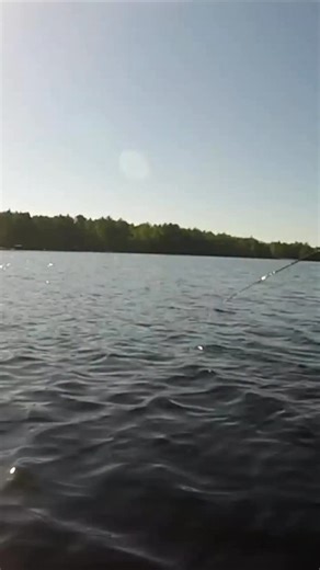 Chas on Instagram: "I caught my first musky on a fire tiger baby DepthRaider in August of 1999 and 26 years later, I still rely on this same lure to put muskies in the net! And one of my favorite things about fishing deep divers are the blind the strikes you get in the figure-8. Because the baby DR approaches the boat from the depths you rarely see the musky coming until it’s game on!! #ReconBoats #JoeBucherTackle #CrowRockLodge #BestRodsOnEarth #StCroixRods #Musky #Muskie #MuskieFishing"