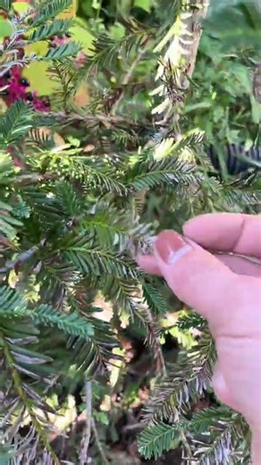 It is a perfect tree 🥰 Almost like a cross between hemlock and spruce. #garden #tree #arborist