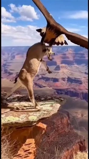 Eagle Grabs a Goat and Takes Off | Shocking Wildlife Moment