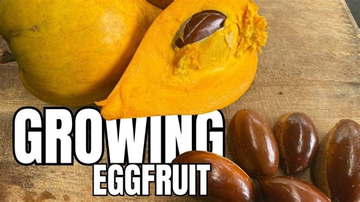 How to Grow Eggfruit From Seed to Tree