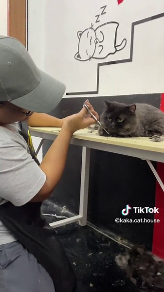 Adorable Teddy Bear Cut for Black Munchkin Cat