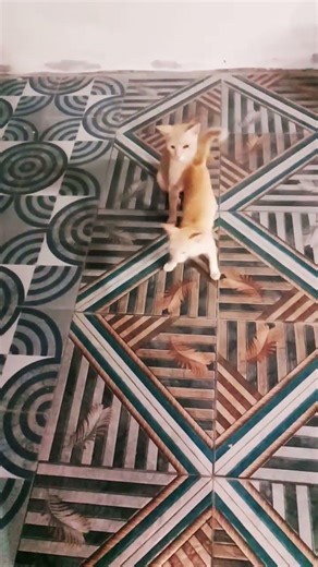 cat comedy 😀😀😀😀😆😆😁😁😄😄😃😃😀😀😅😅#funnyshorts#catcomedy#shorts