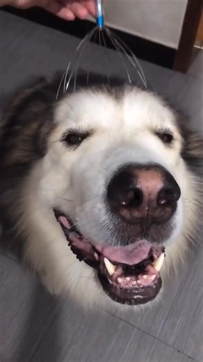 dog head massage | Husky Heaven