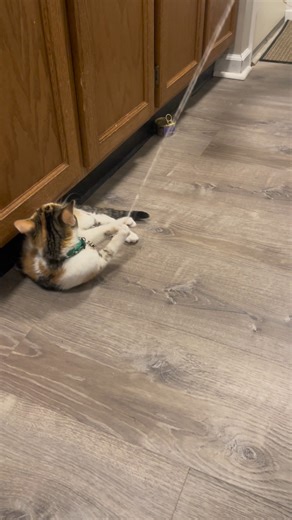 Instructions unclear... Maybe let the animals rest and put the FTF-1125 to work. With it's flexible, durable, and frustration-free fiberglass fish tape built to handle tough pulls with ease...you won't need anything else. With 100 ft of non-conductive, nylon-coated fiberglass tape, ultra-smooth payout, and a high-impact case you can literally stand on, this kit is designed for reliability on every install. The transparent backing lets you track tape length at a glance, and the quick-release lock