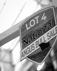 6.1K views · 148 reactions | The Angus Foundation sincerely thanks the bidders, donors and buyers from both Cattlemen's Congress and the National Western Stock Show for helping to support the mission of the Angus Foundation. Your contribution does not go unnoticed and only aids in expanding the opportunities available to the Angus breed. | American Angus Association | Facebook