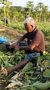 মুলা চাষে পরিশ্রম আছে ভাই। #agriculture #farmers | Around the bangla