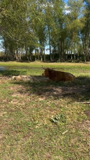 319 reactions · 11 shares | Take a walk with us into the “Big Cow...