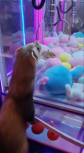 Curious Ferret Almost Snags Hamsters in 4K Arcade Claw Machine
